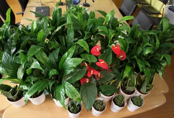 今天植树节，音乐台DJ们有东东要送你！
