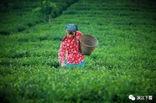 春天玩票大的！陈峰宁、DJ王辰助阵下蜀茶香节，这个地方又将火火火！！